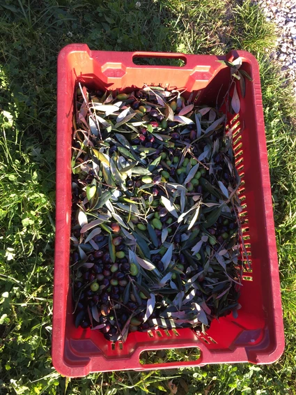 Verkostung von nativem Olivenöl extra auf dem Bauernhof in Toscolano 8